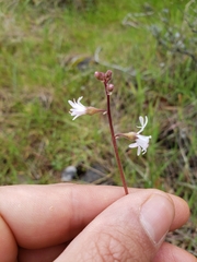 Lithophragma parviflorum