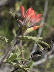 Castilleja applegatei pinetorum