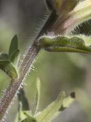 Castilleja applegatei pinetorum