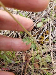 Lithophragma parviflorum