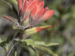 Castilleja applegatei pinetorum