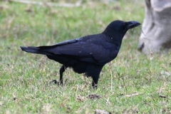 Corvus macrorhynchos culminatus