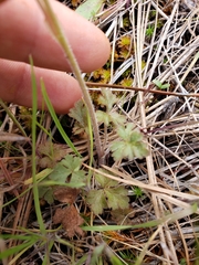 Lithophragma parviflorum