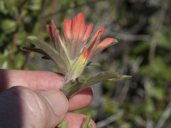 Castilleja applegatei pinetorum