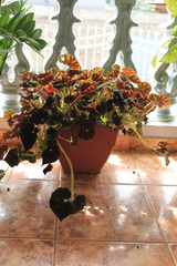 Begonia