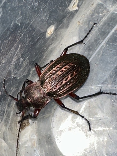 Carabus cancellatus