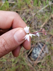 Lithophragma parviflorum
