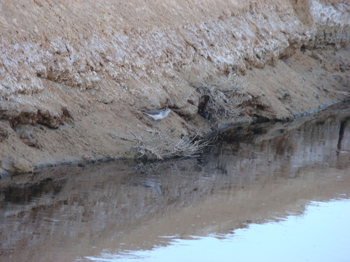 Common Greenshank