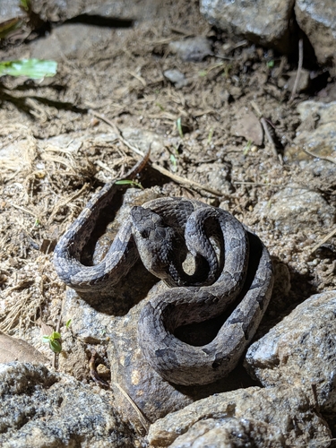 Hump-nosed Viper
