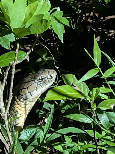 Western Ghats King Cobra