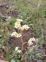 Micranthes californica