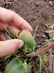 Micranthes californica