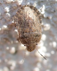 Sciocoris macrocephalus