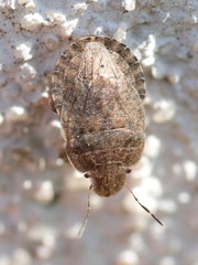 Sciocoris macrocephalus