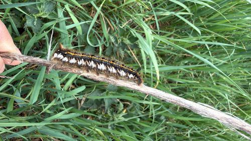 Drinker Moth