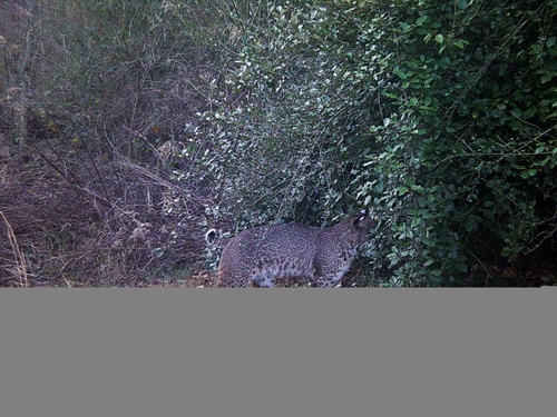 Bobcat photographed in Georgia