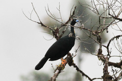 Wattled Guan photo 4