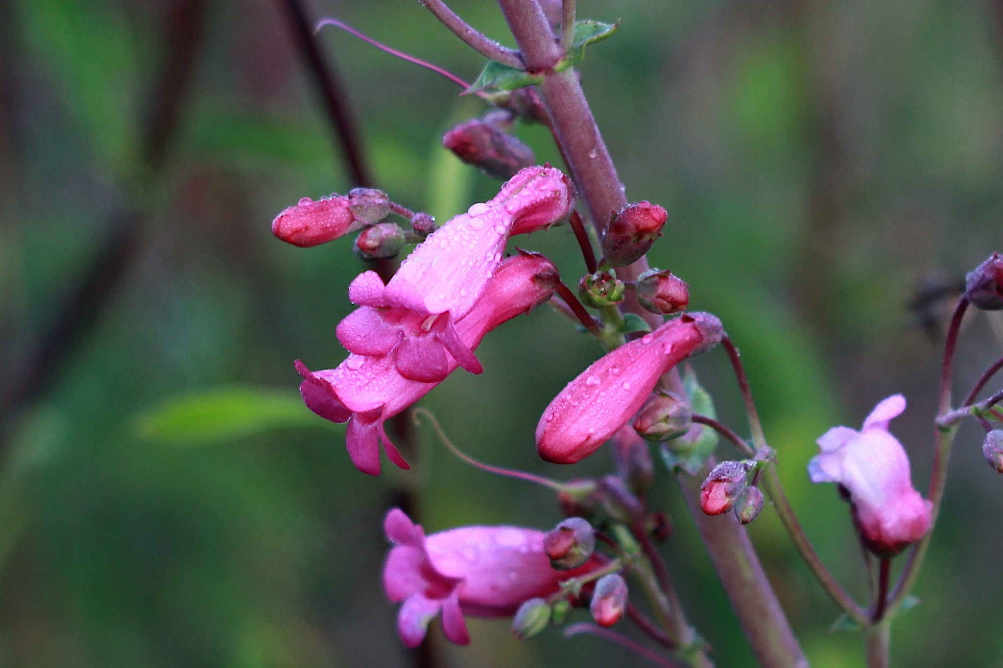 Penstemon X parishii
