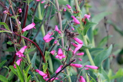Penstemon × parishii