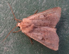Diarsia mendica