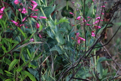 Penstemon × parishii
