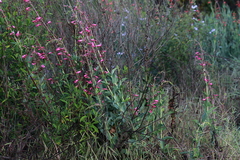 Penstemon × parishii