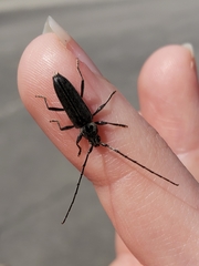 Stenosphenus notatus