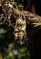 Dendrobium heterocarpum