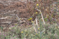 Motacilla flava iberiae