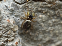 Heliophanus tribulosus