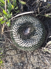 Mammillaria gigantea