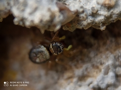 Heliophanus tribulosus