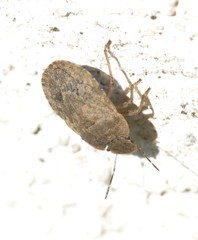 Sciocoris macrocephalus