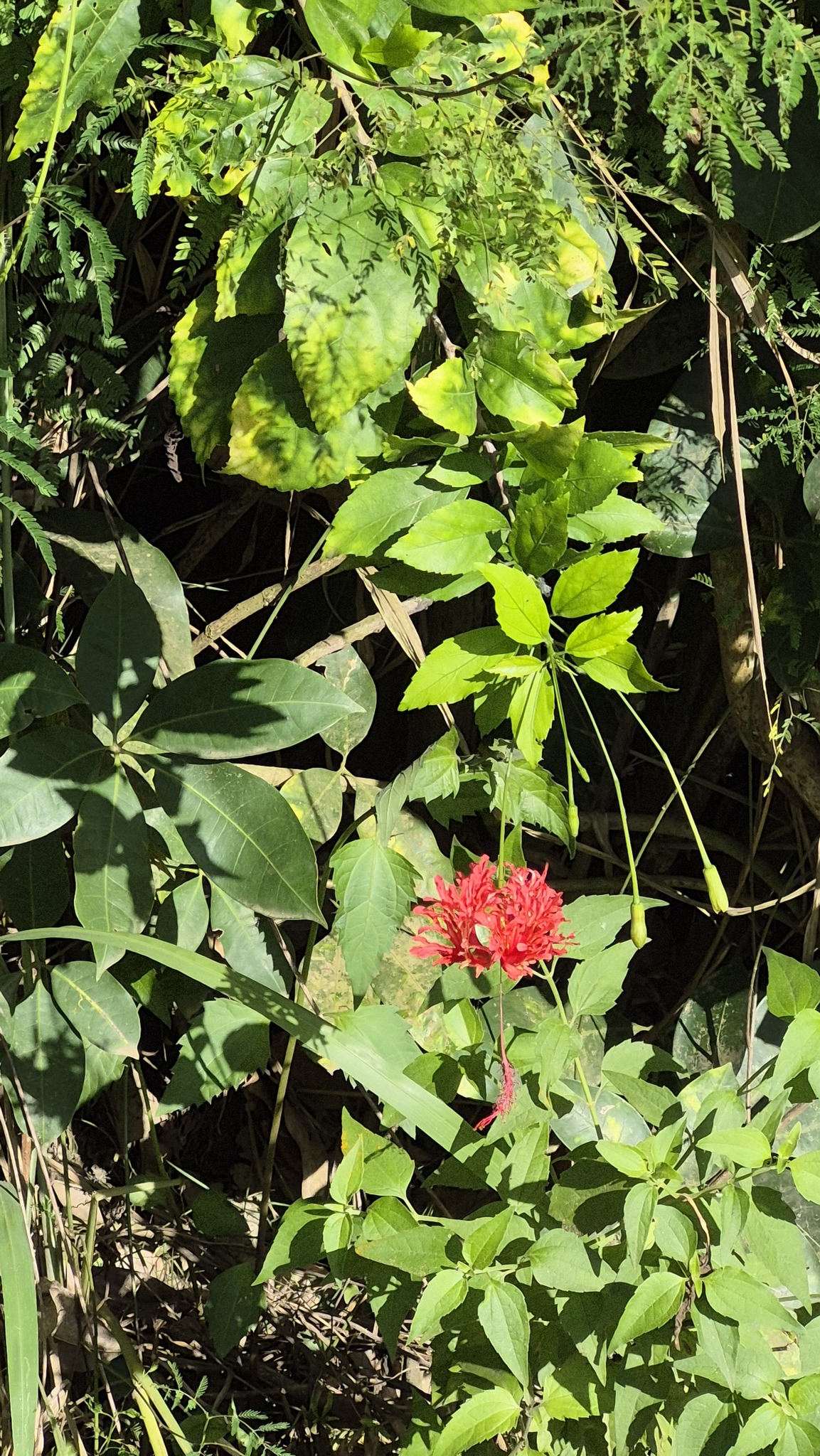 Hibiscus schizopetalus