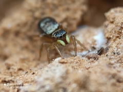 Heliophanus tribulosus