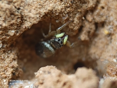 Heliophanus tribulosus