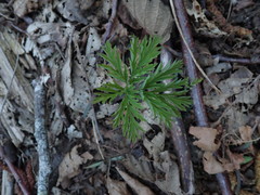 Dicentra formosa