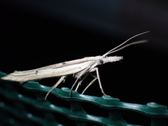 Ypsolopha mucronella