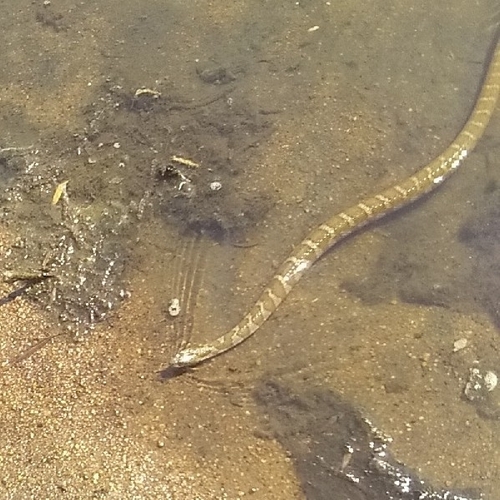 Common Watersnake