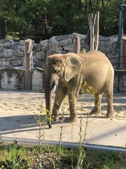 Elephantidae