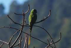 Psittacula himalayana