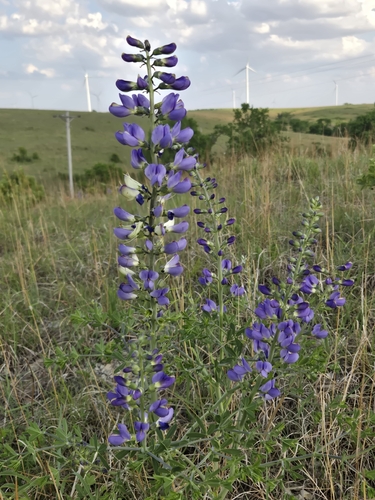 tall blue wild indigo
