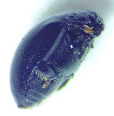 Microweisea misella