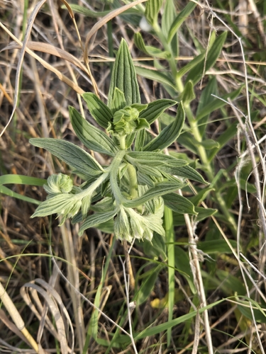 western false gromwell