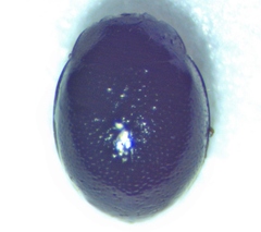 Microweisea misella
