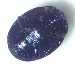 Microweisea misella