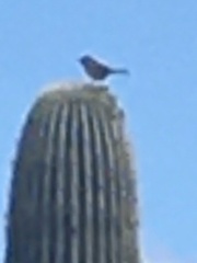 Campylorhynchus brunneicapillus