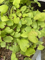 Epimediinae
