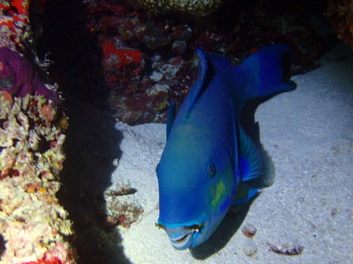 Roundhead Parrotfish — seen at this dive site