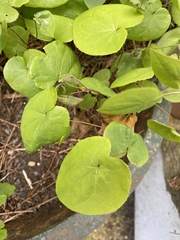 Epimediinae